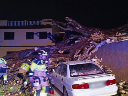 Bomberos de Tenerife intervienen en la caída del drago centenario de Los Realejos