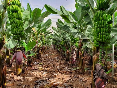 El Ayuntamiento de Guía de Isora apoya a la cooperativa COAGISORA con la bonificación del 60% del IBI