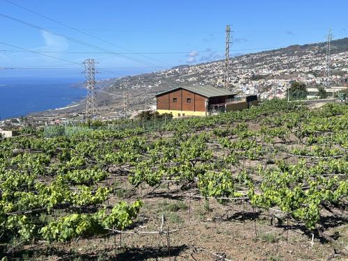 Más de treinta agricultores de Santa Úrsula se benefician de una ayuda destinada a paliar los costes de su actividad