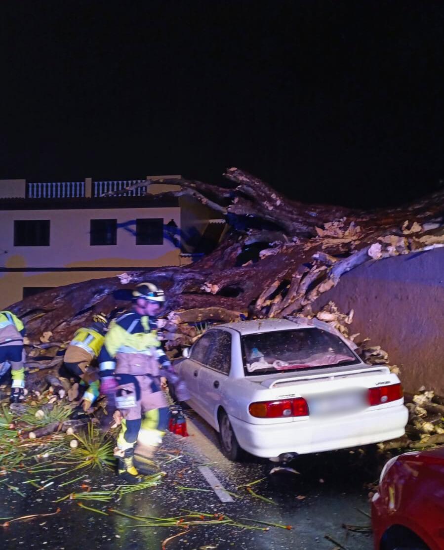 Bomberos de Tenerife intervienen en la caída del drago centenario de Los Realejos