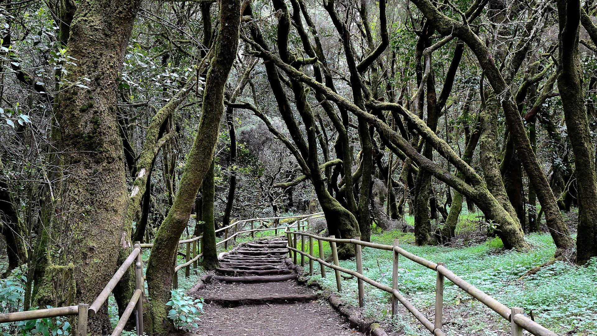 El Cabildo de La Gomera activa el operativo contra incendios con más de 200 efectivos
