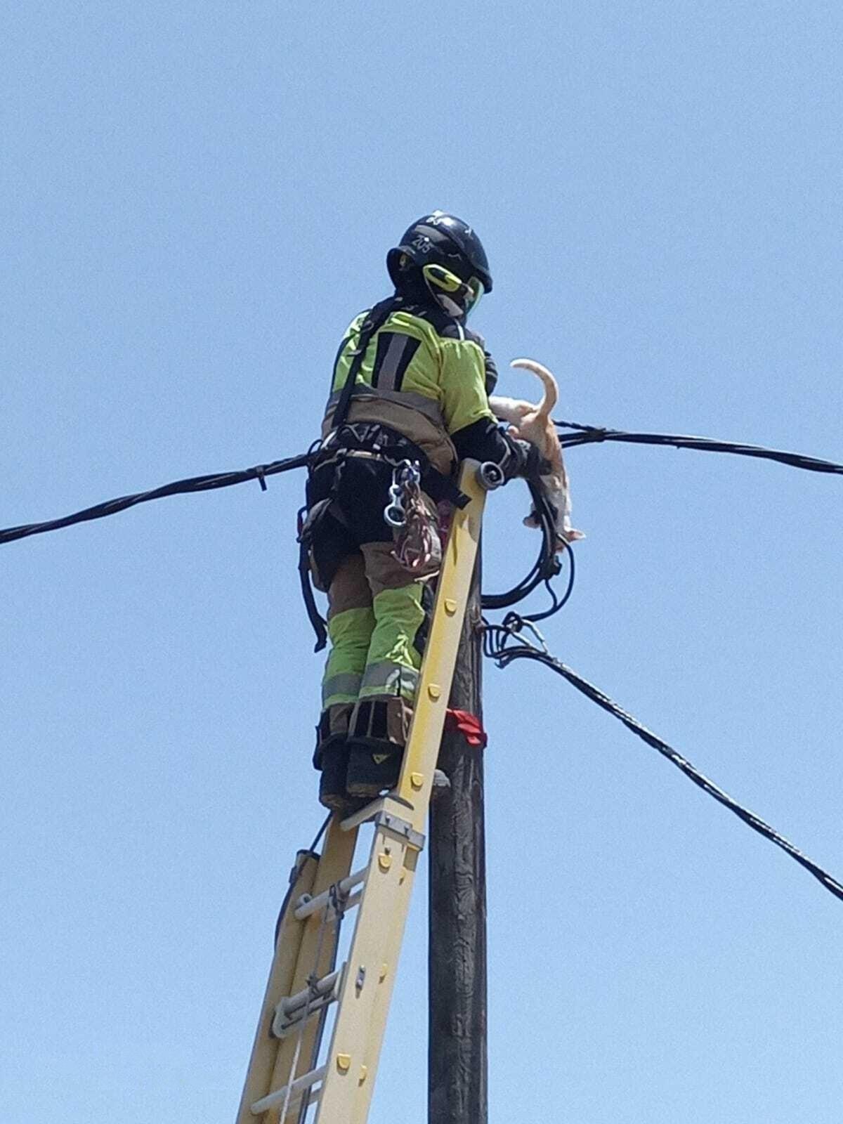 Bomberos de Tenerife intervienen en un fuego en rastrojos en la TF-1