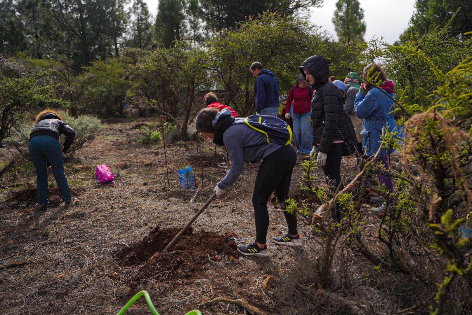 El Cabildo de Gran Canaria celebra el LVI Día del Árbol en la Montaña del Capitán