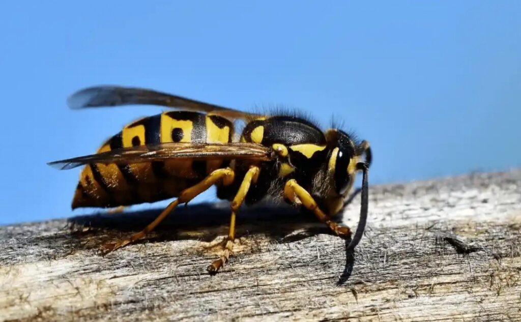 Un insecto sobre una superficie de madera.