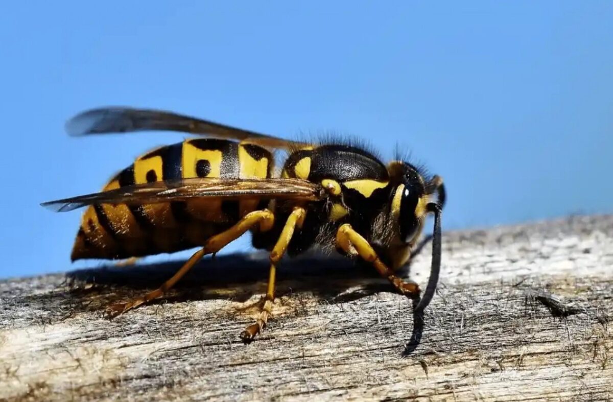 Un insecto sobre una superficie de madera.