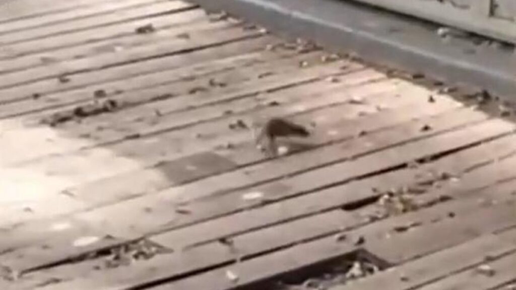 Vecinos de Santa Cruz denuncian una plaga de ratas en plazas y parques del centro