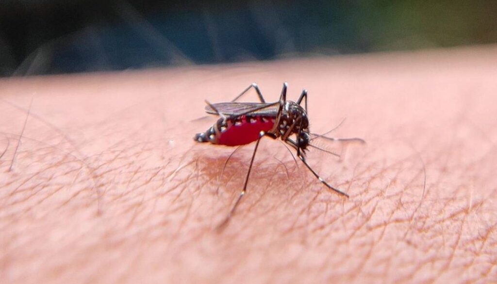 Virus del Nilo en Canarias: por qué el 80% de los infectados no lo nota (y cuándo sí es grave)