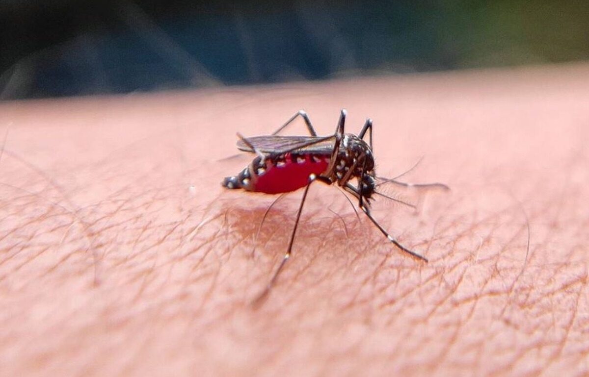 Virus del Nilo en Canarias: por qué el 80% de los infectados no lo nota (y cuándo sí es grave)