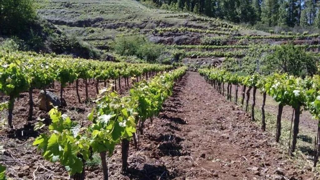 La Palma salva 44 variedades de vid únicas: el plan que rescata el tesoro genético de la isla