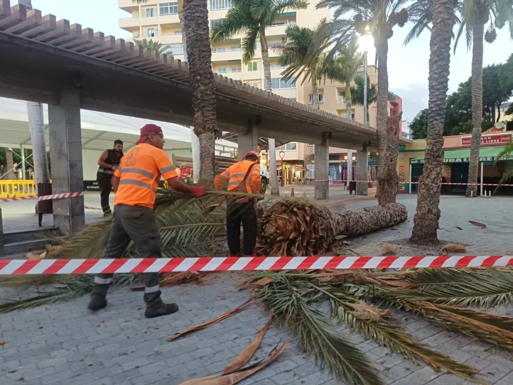 Una palmera cae en pleno centro de San Sebastián de La Gomera: ¿viento o falta de mantenimiento?