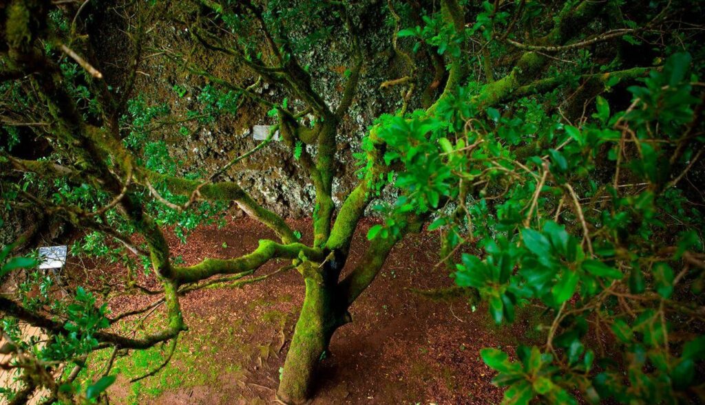 El árbol de Canarias que fabrica lluvia: el secreto del Garoé que Europa quiere copiar