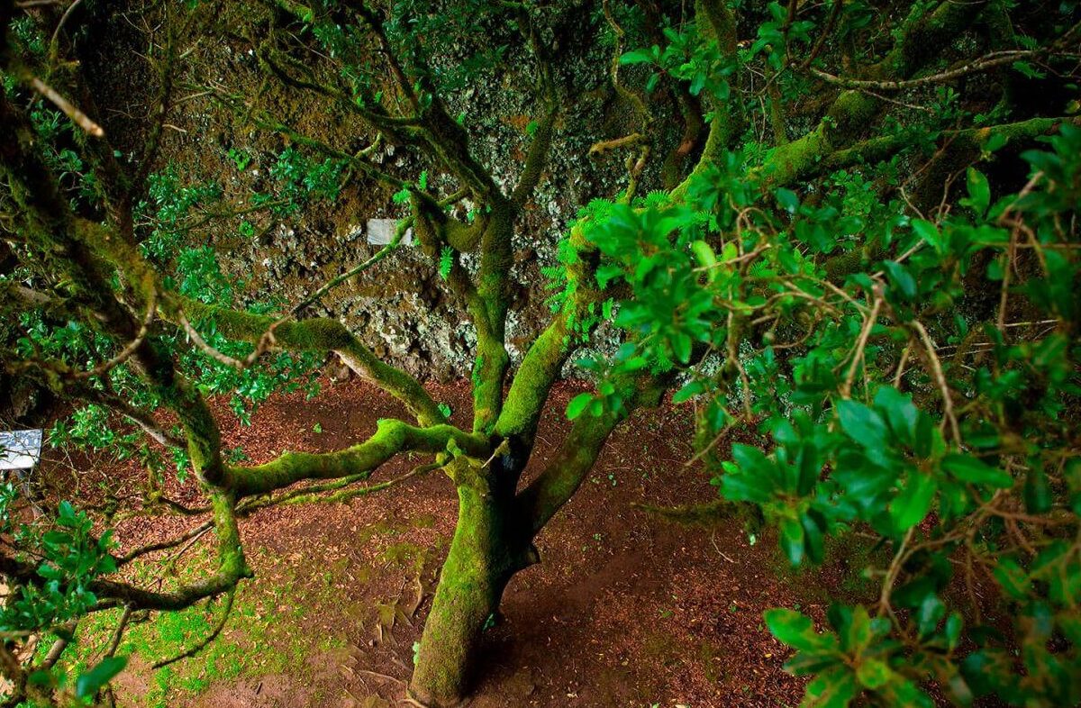El árbol de Canarias que fabrica lluvia: el secreto del Garoé que Europa quiere copiar