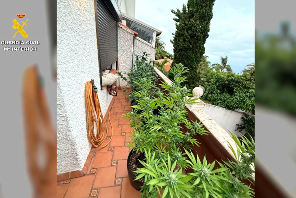 250 plantas de marihuana en una casa de Tacoronte: así actuó la Guardia Civil