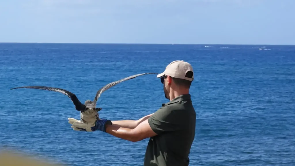 Adeje apaga sus luces para salvar a las pardelas: «Unas pocas luces menos salvan cientos de aves»