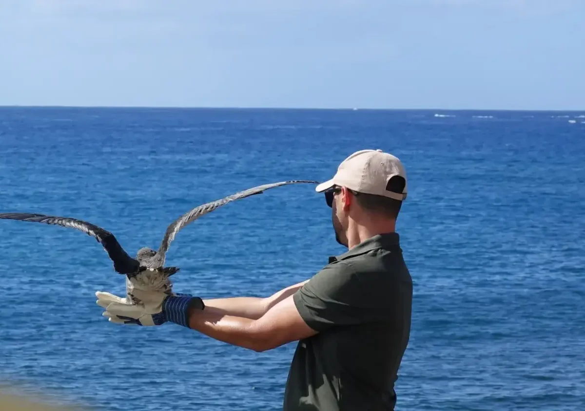 Adeje apaga sus luces para salvar a las pardelas: «Unas pocas luces menos salvan cientos de aves»