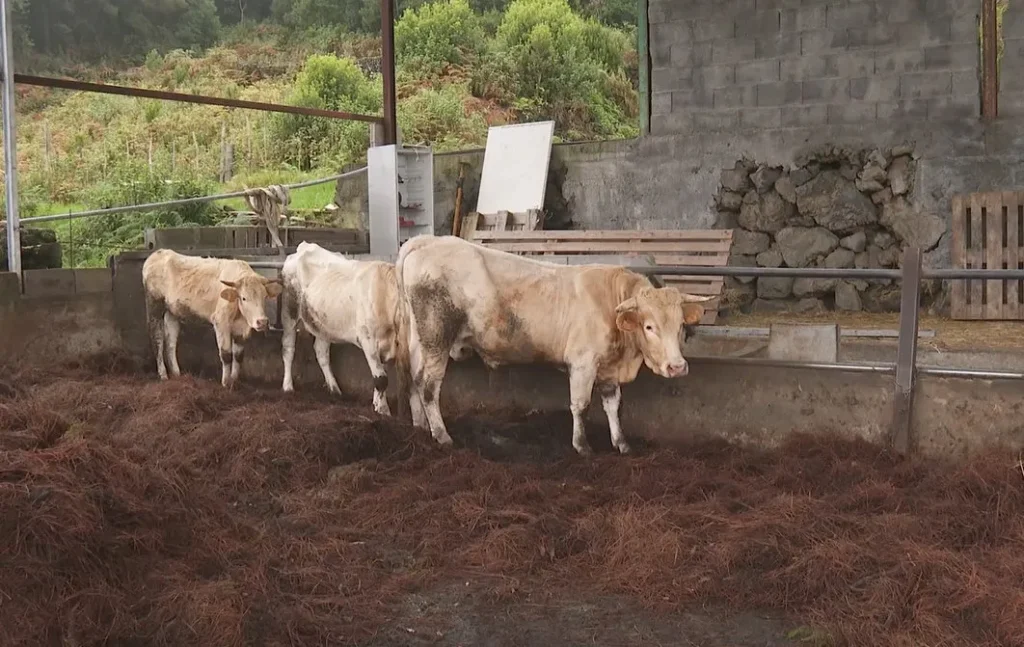 La Palma regulariza su primera granja tras 17 años fuera de norma y abre camino a 60 más en Canarias