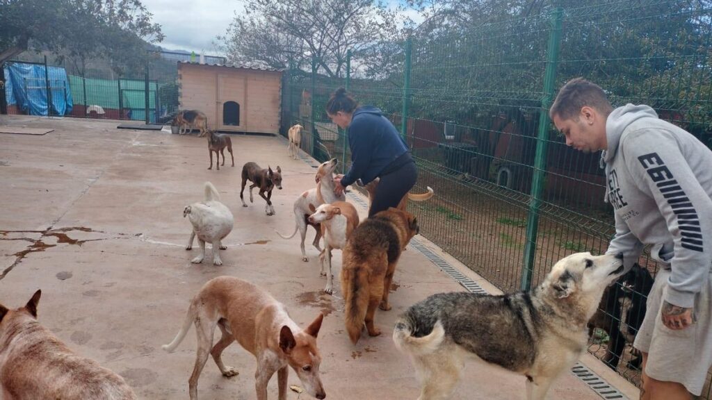 Candelaria abre sus puertas a 300 perros abandonados: así puedes adoptar este sábado