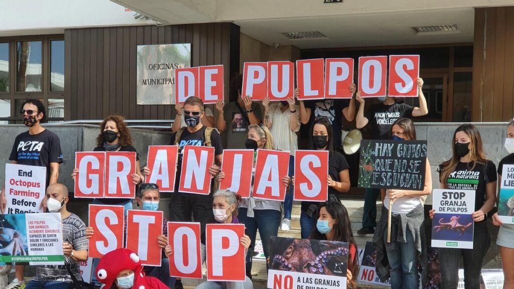 Adiós a la granja de pulpos en Gran Canaria: por qué el proyecto más polémico del puerto se queda sin luz