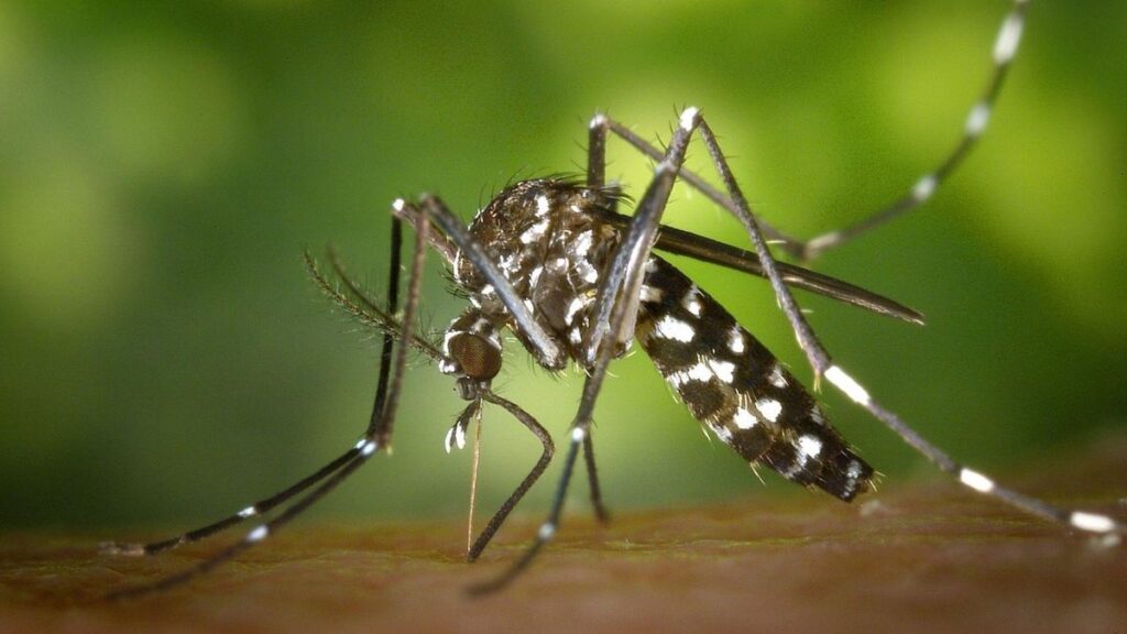 Mosquito tigre en Gran Canaria: por qué su llegada dispara las alarmas sanitarias