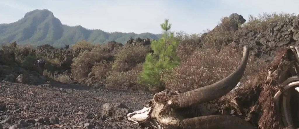 Restos de cabras en un espacio protegido de La Palma: ¿quién abandonó los animales en el malpaís?
