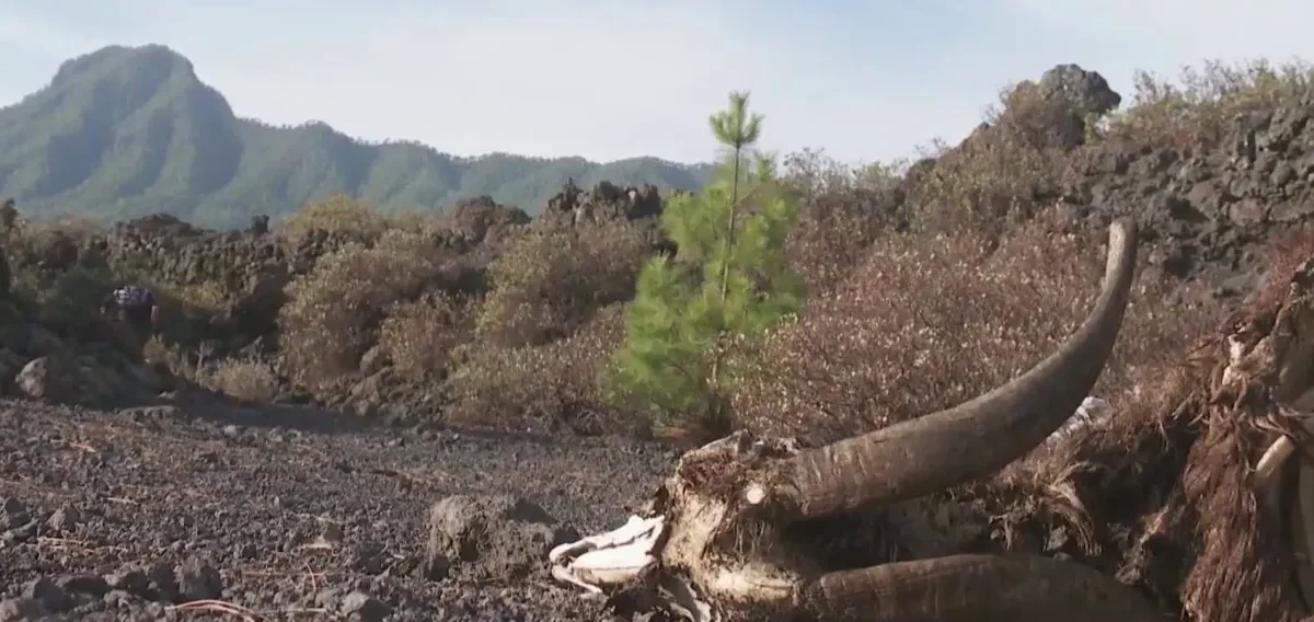 Restos de cabras en un espacio protegido de La Palma: ¿quién abandonó los animales en el malpaís?
