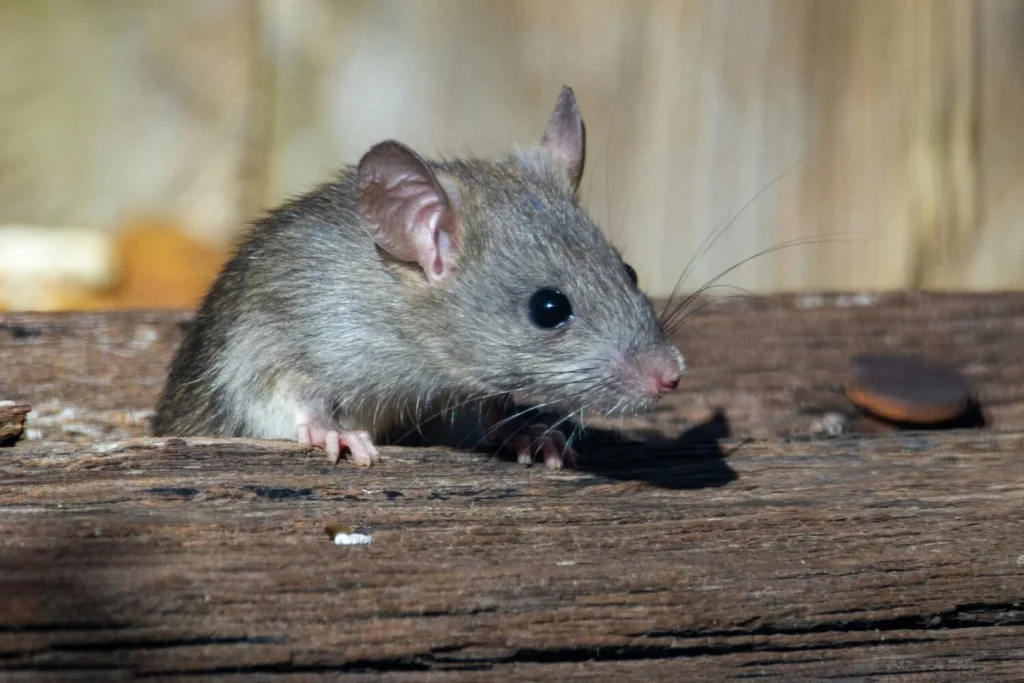 Ratas invaden viviendas en La Orotava: vecinos denuncian plaga de dos años por solares abandonados