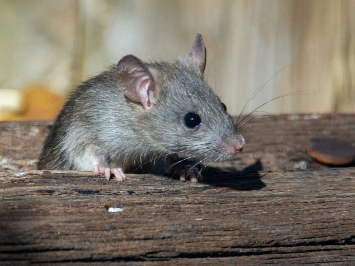 Ratas invaden viviendas en La Orotava: vecinos denuncian plaga de dos años por solares abandonados