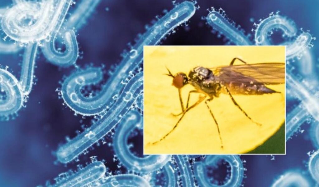 Canarias, terreno ideal para el mosquito del virus Shamonda: dos especies ya están en las islas