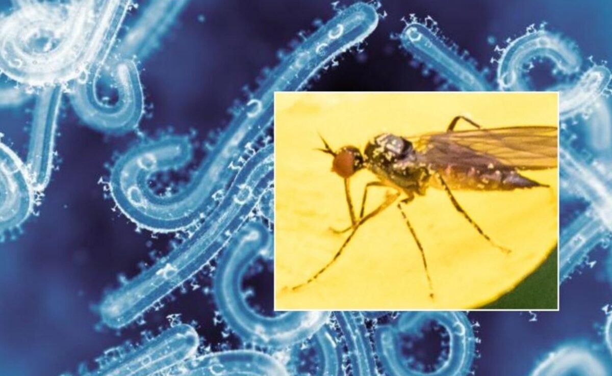 Canarias, terreno ideal para el mosquito del virus Shamonda: dos especies ya están en las islas