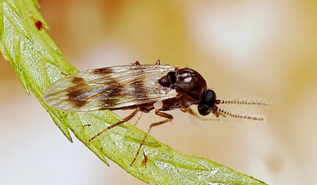 Mosquito del virus Shamonda – Canarias
